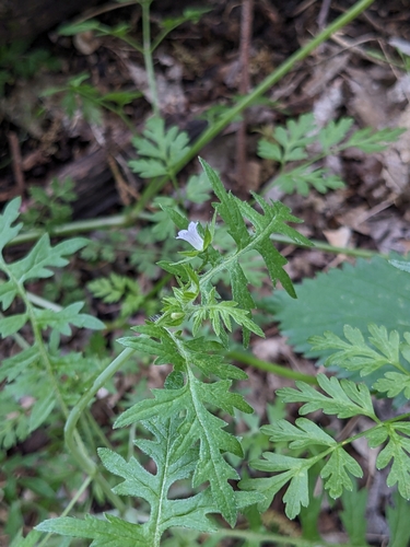 Image of Ellisia nyctelea by (c) Norah Tempus, some rights reserved (CC BY)