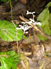 Burmanniaceae