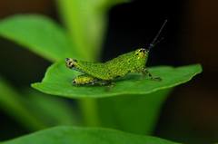 Orthoptera