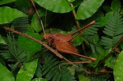 Orthoptera