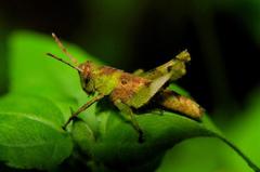 Orthoptera