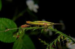 Neorthacris