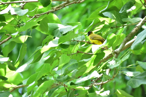 Flame-throated Bulbul (Rubigula gularis), photo 6