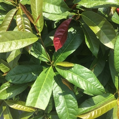 Excoecaria cochinchinensis