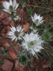 Eryngium lemmonii