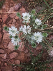 Eryngium lemmonii