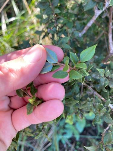 Red Quince (Cryptocarya wyliei)