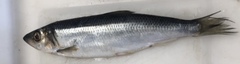Clupea harengus