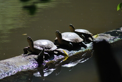 Actinemys marmorata marmorata