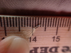 Heterotheca fulcrata