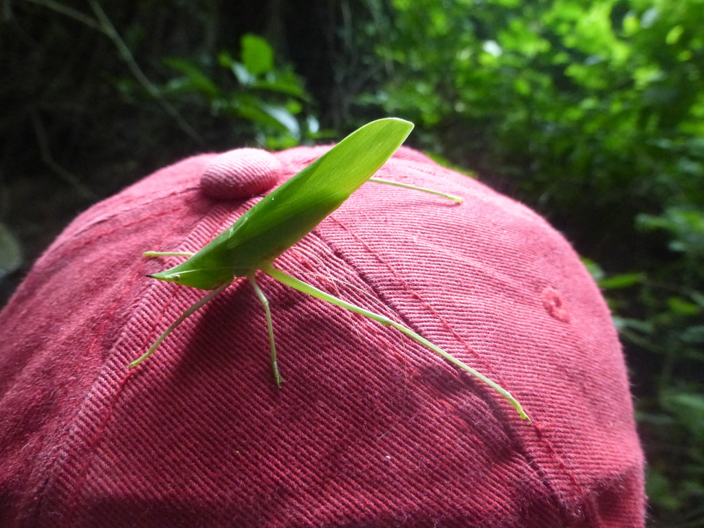 Metacaputus