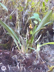 Maxillaria porrecta