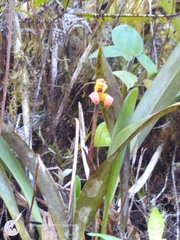 Maxillaria porrecta