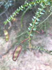 Acacia hubbardiana