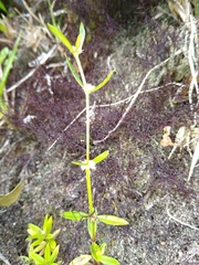 Spermacoce prostrata