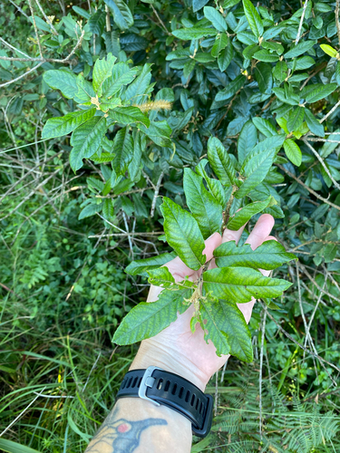 Anastrabe integerrima, photograph 2