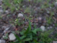 Linanthus harknessii