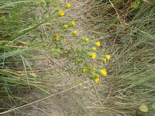 iNaturalist observation 2019-08-24