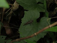 Coptacrinae