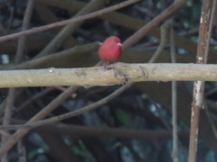 Lagonosticta senegala