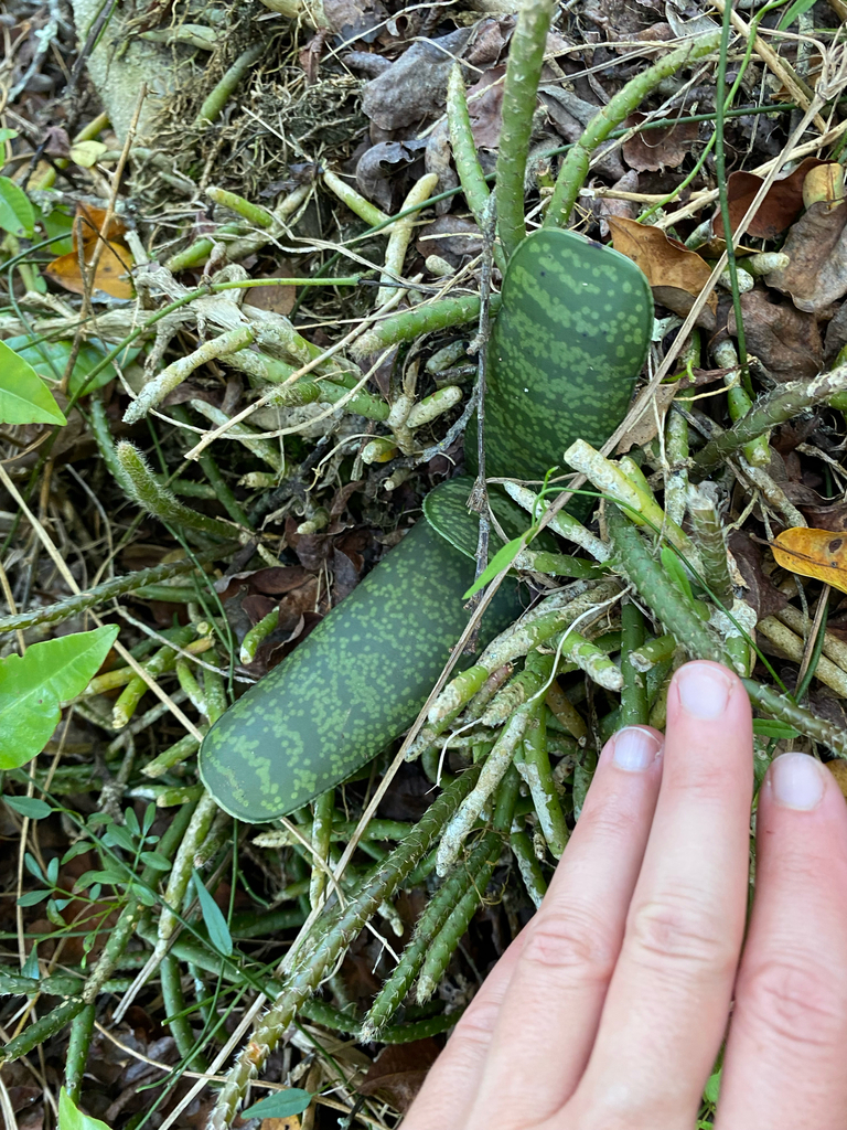 Gasteria croucheri (Hook.f.) Baker