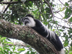 Colobus guereza occidentalis