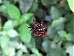 Gasteracantha sanguinolenta