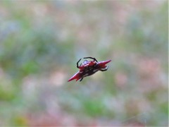 Gasteracantha sanguinolenta
