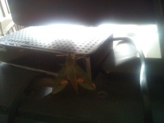Xylophanes chiron nechus