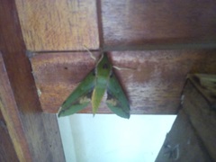 Xylophanes chiron nechus