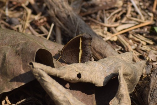 White-line Bushbrown