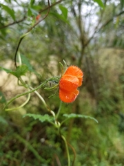 Caiophora contorta
