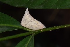 Lawana conspersa