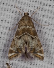Petrophila confusalis