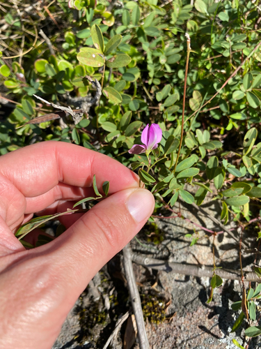 Largepod Hoarypea (Tephrosia macropoda)