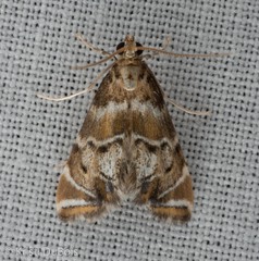Petrophila confusalis