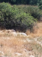 Rhus aromatica simplicifolia