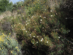 Cistus clusii