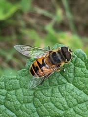 Eristalis cerealis