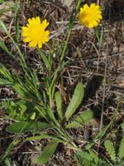 Leontodon longirostris