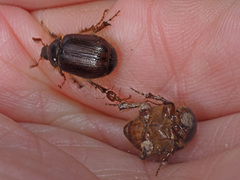 Melolonthinae