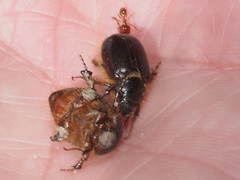 Melolonthinae