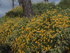 Genista umbellata