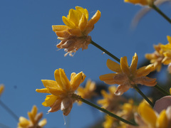 Genista umbellata