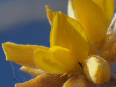 Genista umbellata