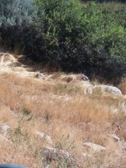 Rhus aromatica simplicifolia