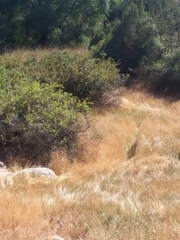 Rhus aromatica simplicifolia