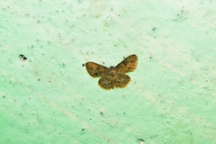 Dischidesia cinerea