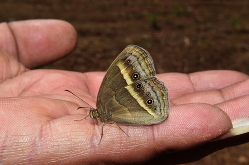Tytler's Bushbrown