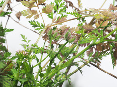 Torilis leptophylla
